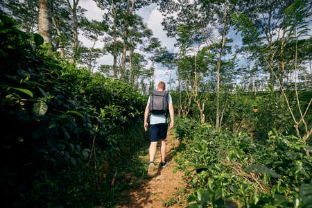 Rear view of young man (traveler) looking at tea plantation in Sri Lanka.の写真素材
