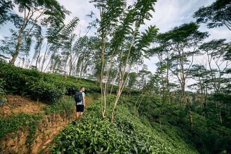 Rear view of young man (traveler) looking at tea plantation in Sri Lanka.の写真素材