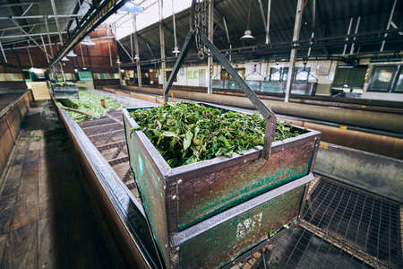 Drying of tea leaves. Production process inside tea factory, Sri Lanka.の写真素材