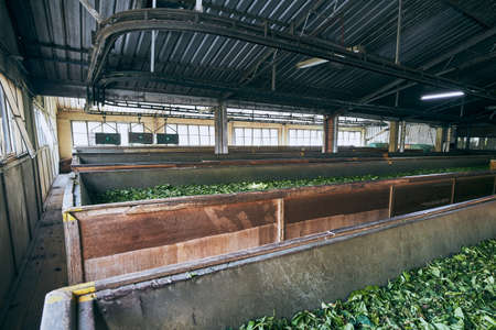 Drying of tea leaves. Production process inside tea factory, Sri Lanka.の写真素材