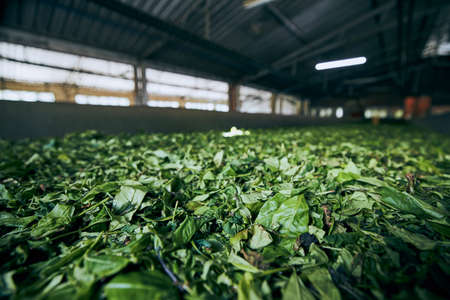Drying of tea leaves. Production process inside tea factory, Sri Lanka.の写真素材