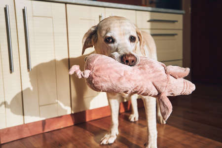Dog with his toy at home home kitchen. Cute labrador retrieve carrying plush pig.の写真素材