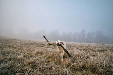 Dog on field at frosty morning. Labrador retriever running with stick against landscape in fog. の写真素材