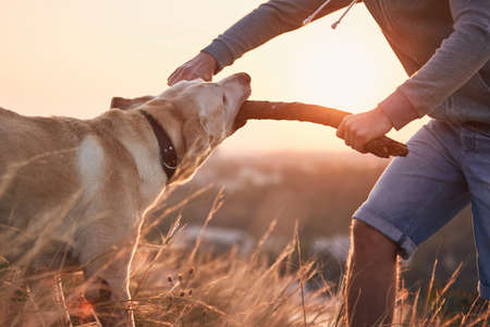 Pet owner practicing his dog. Young man and labrador retriever in meadow at sunrise. の写真素材