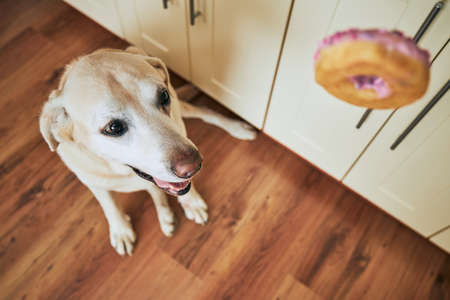 Happy dog (labrador retriever) looking on falling donut at home kitchen.の写真素材