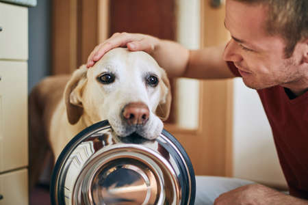 Domestic life with pet. Cute dog holding bowl and waiting for feeding at home kitchen.の写真素材