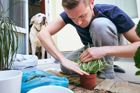 Housework in spring. Young man during transplanting plants into new pot.の写真素材