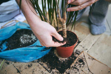Housework in spring. Hands of man during transplanting plant into new pot.の写真素材