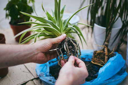 Housework in spring. Hands of man during transplanting plant into new pot.の写真素材