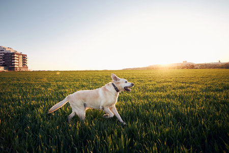 Dog on field at sunset. Happy labrador retriever running to nature against city. Prague, Czech...