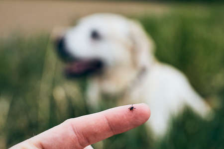 Close-up view of tick on human finger against dog lying in grass. の写真素材