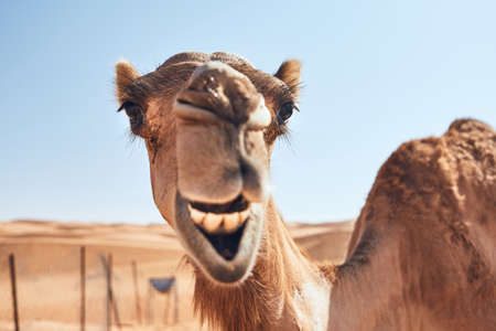 Toothy smile of curious camel against sand dunes. Desert Wahiba Sands in Oman.  の写真素材