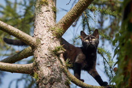 Low angle view of black cat with yellow eyes on tree. Themes timidity, exploration and lost animals.の写真素材