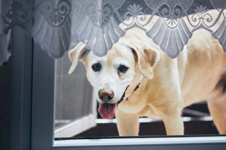 Curious dog at home. Labrador looking through window.の写真素材