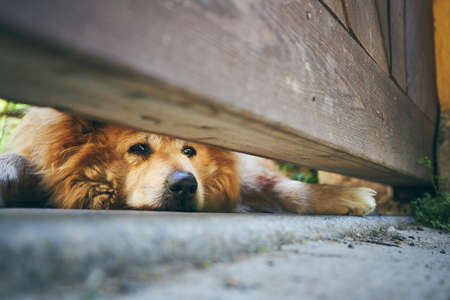 Sad look of dog (golden retriever) under gate of house. Themes guarding, waiting and loyalty.の写真素材