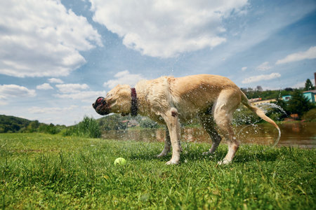 Dog shaking. Labrador retriever on meadow after swimming in river.