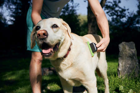 Routine dog care. Pet owner is brushing fur of his labrador retriever.の写真素材