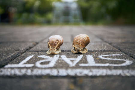 Close-up of racing snails in front of start line. Themes competition, winning and funny animals.の写真素材