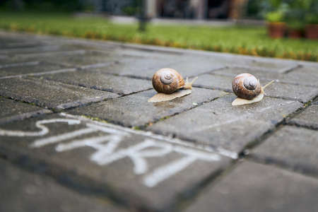 Close-up of racing snails behind start line. Themes competition, winning and funny animals.の写真素材