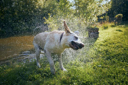 Dog (labrador retriever) shaking water after swimming in pond at sunset.の写真素材