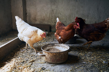 Group of hens with free range inside small organic farm.の写真素材
