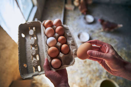 Man collecting eggs to tray at small organic farm.の写真素材