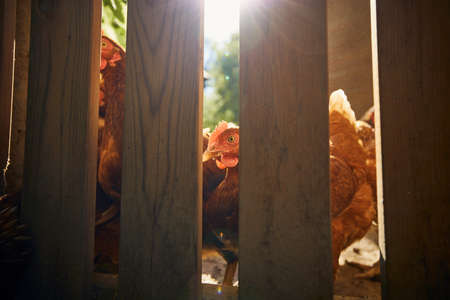 Group of hens behind wooden fence at small organic farm.の写真素材