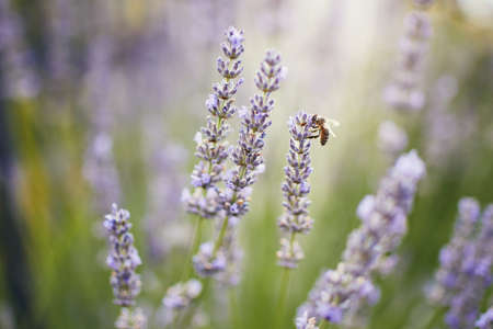 Honey bee collecting pollen from lavender flower.の写真素材