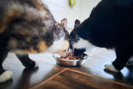 Domestic life with pet. Cute cats eating from bowl together.の写真素材