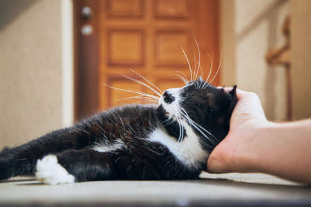 Domestic life with pet. Hand of man stroking cat in front of house.の写真素材