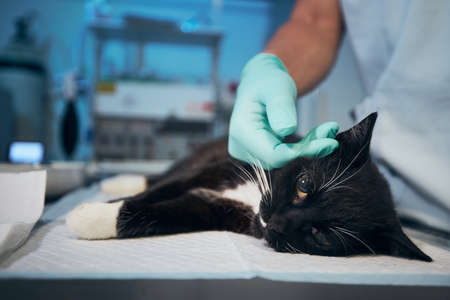 Hand of veterinary doctor stroking sick cat at animal hospital.の写真素材