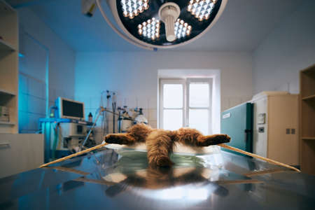 Cat lying in operating room. Surgery at animal hospital.の写真素材