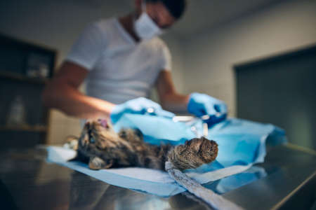 Veterinary doctor during surgery at animal hospital. Selective focus on paw anesthetized cat lying on operating table.の写真素材