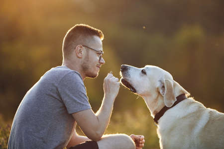 Man with dog on meadow at sunset. Pet owner holding cookie for his cute labrador retriever.の写真素材
