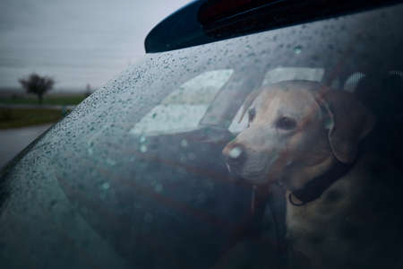 Patience dog waiting in car during heavy rain. Sad labrador retriever looking through window.の写真素材