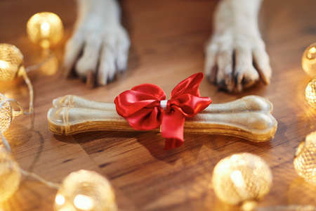 Holiday celebration at home. Bone with red ribbon as Christmas gift for dog.の写真素材