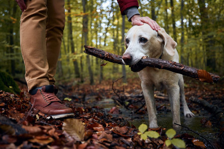 Man with dog in autumn forest. Pet owner stroking his labrador retriever.