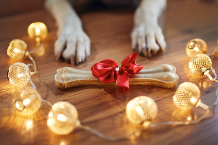 Holiday celebration at home. Bone with red ribbon as Christmas gift for dog.の写真素材
