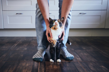 Domestic life with pet. Man stroking his mottled cat in home kitchen.の写真素材