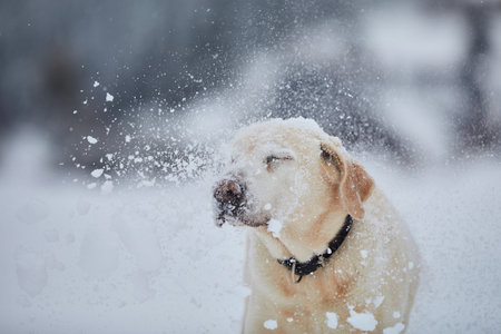 Funny portrait dog in winter nature. Labrador retriever enjoying powder snow.の写真素材