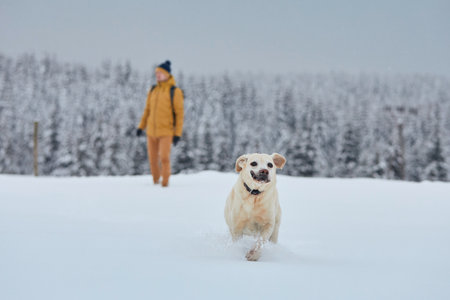 Funny labrador retriever running in snow against forest. Young man with dog in winter nature. Jizera mountains, Czech Republicの写真素材