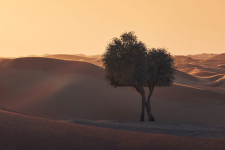 Two trees in the middle of sand dunes against desert landscape at sunset. Abu Dhabi, United Arab Emiratesの写真素材
