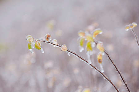Close-up of frozen plants coverd with ice after rain during winter day.の写真素材
