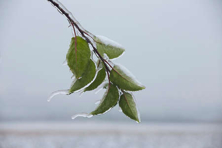Close-up of frozen twig coverd with ice after rain during winter day.の写真素材