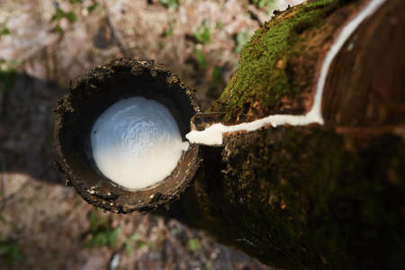 Collecting natural latex from rubber tree in plantation forest. Agriculture in Sri Lanka.の写真素材