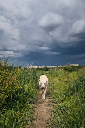 Lonely old dog (labrador retriever) walking on footpath against city under storm clouds.