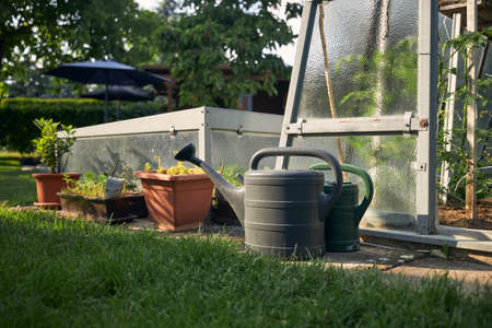 Watering cans against greenhouse with vegetable on home garden during beautiful sunny day.の写真素材