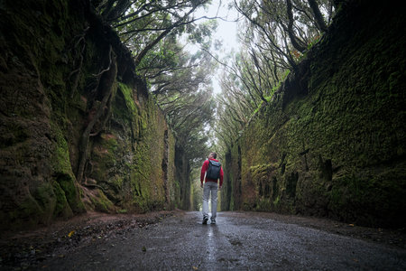 Rear view of man is walking along road between rocks in the middle of mysterious foggy forest. Tenerife, Canary Islands, Spain.の写真素材