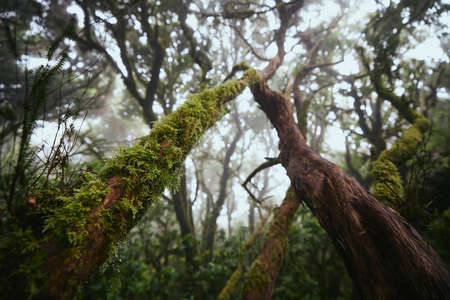 Trees in mysterious foggy forest. Anaga national park in Tenerife, Spain.の写真素材