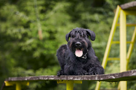 Portrait of dog during obedience training. Giant Schnauzer on obstacle course.の写真素材